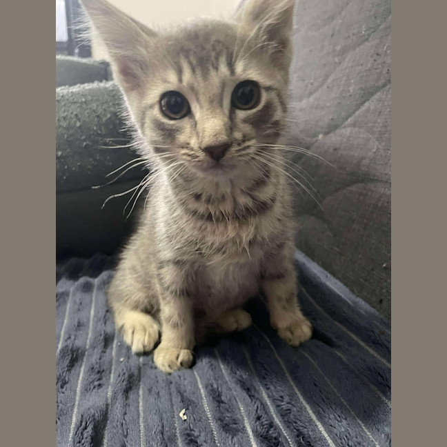 Photo of Oscar   Located In Preston