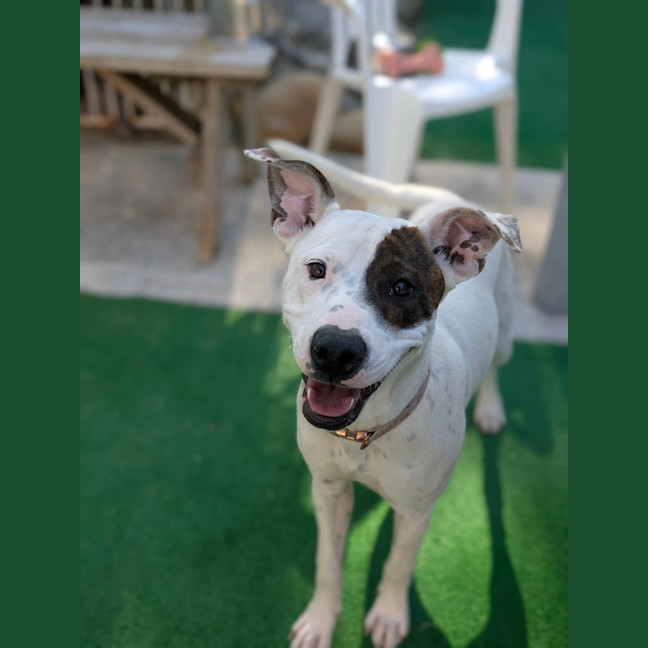 Photo of Patch