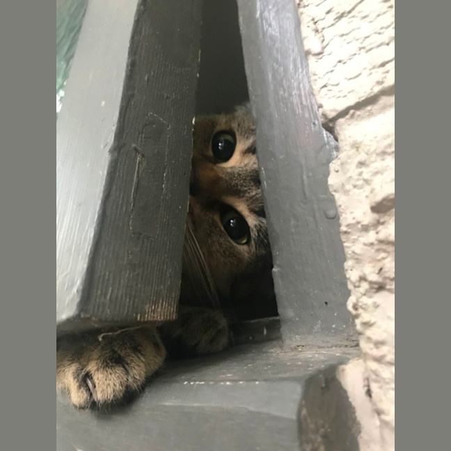 Photo of Bunny And Max (Bonded Pair)