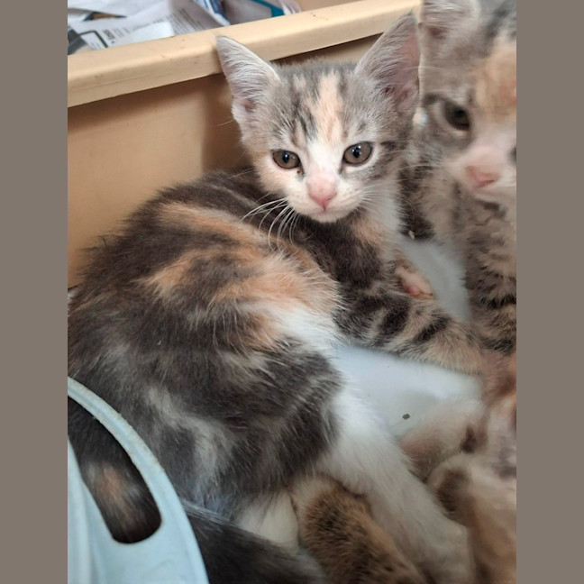 Photo of Paris (9951)