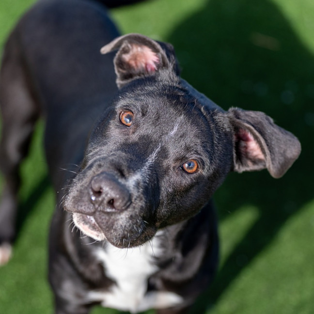 Photo of Baz Imp 962