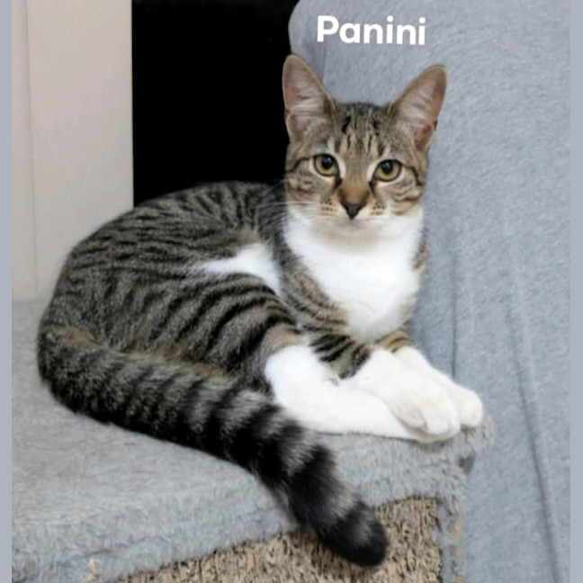 Photo of Panini