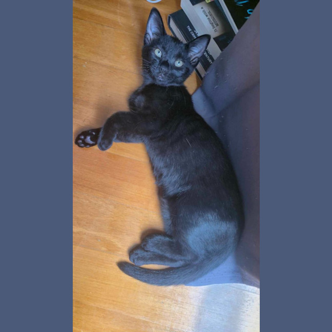 Photo of Shadow