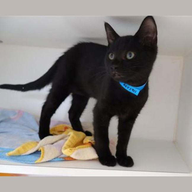 Photo of Shadow 