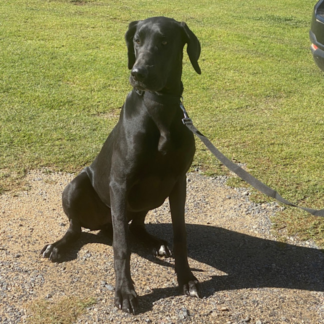 Photo of Daisy