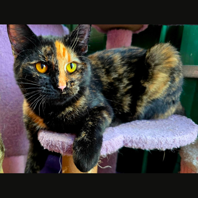 Photo of Sparkles