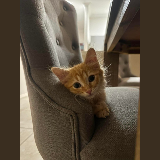 Photo of Cheetos