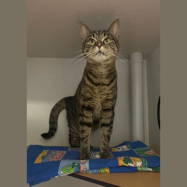 Photo of Bugetti