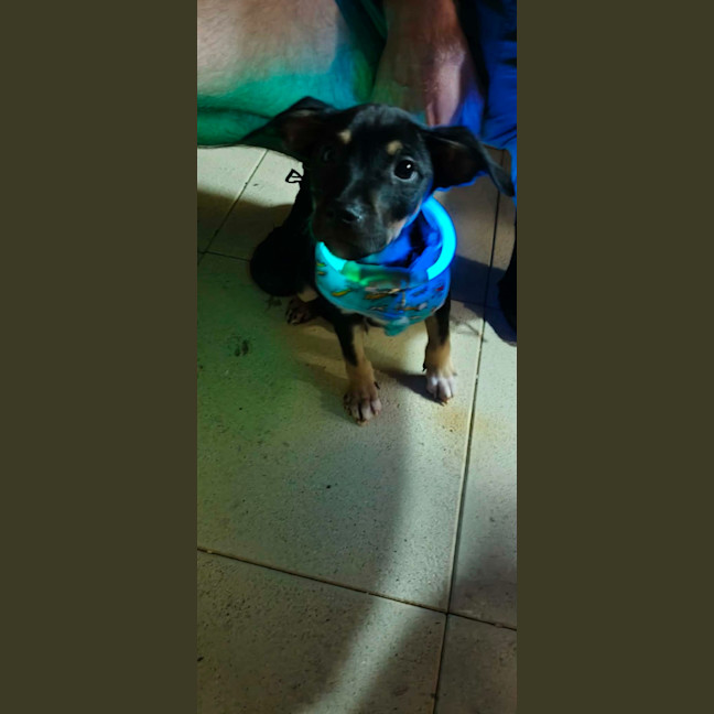 Photo of Scooby