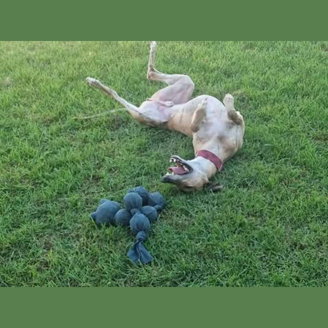 Photo of Spud, The Greyhound