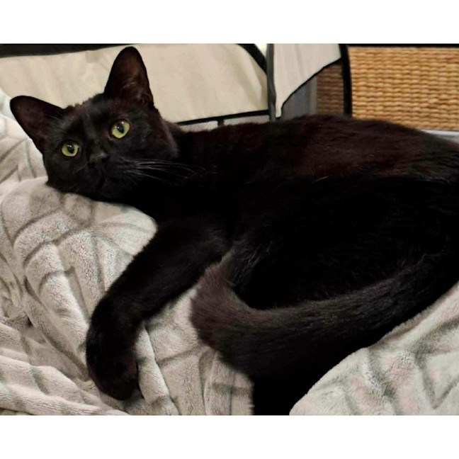 Photo of 7659   Jaguar