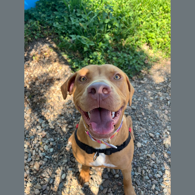 Photo of Goose