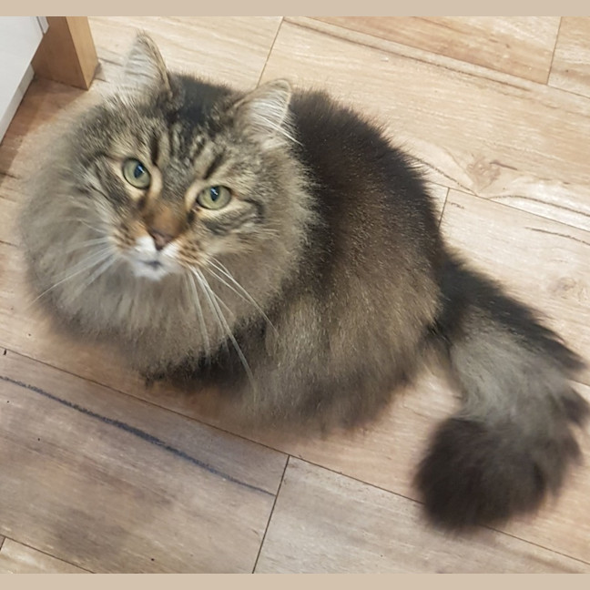Photo of Whiskas