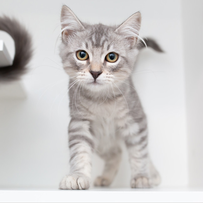 Photo of Filo (Previously Marcus)