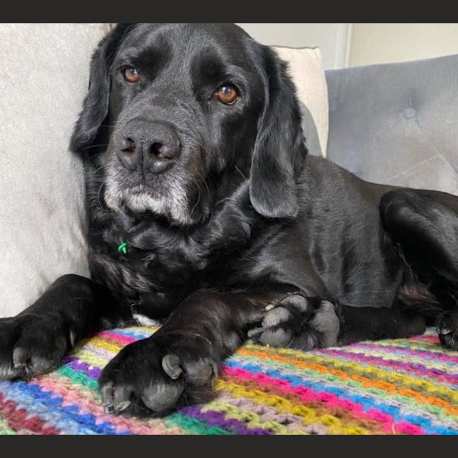 Photo of Tetley Valenti