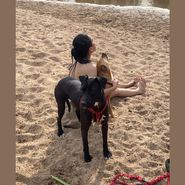 Photo of Ripley   1 Year Old Staffy X