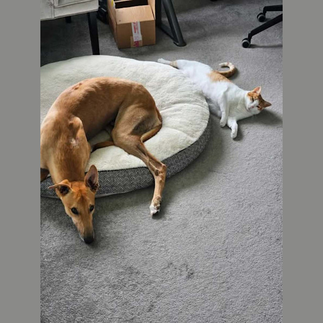 Photo of Ray, The Cat Tolerant Greyhound