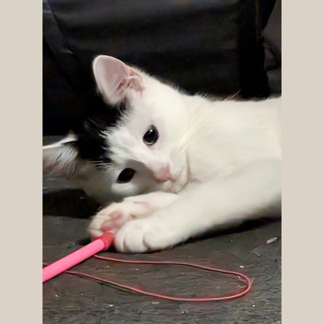 Photo of Diva
