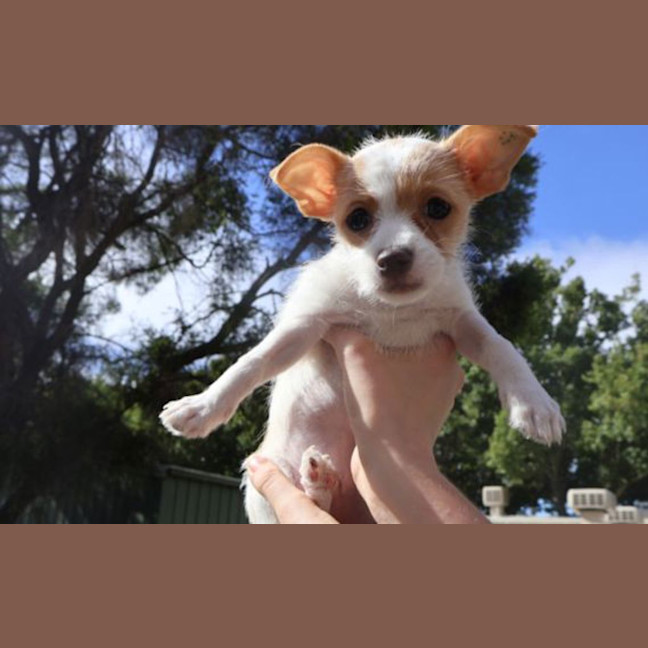 Photo of Tink