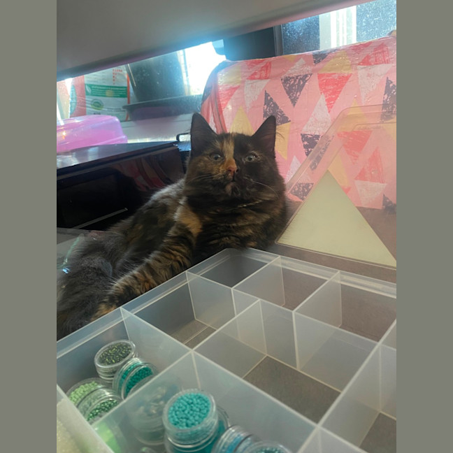 Photo of Keyleth **2nd Chance Cat Rescue**