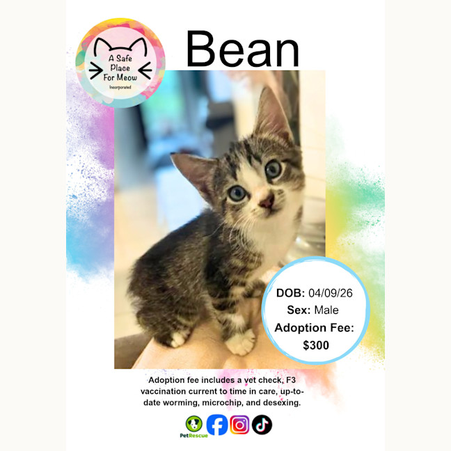 Photo of Bean