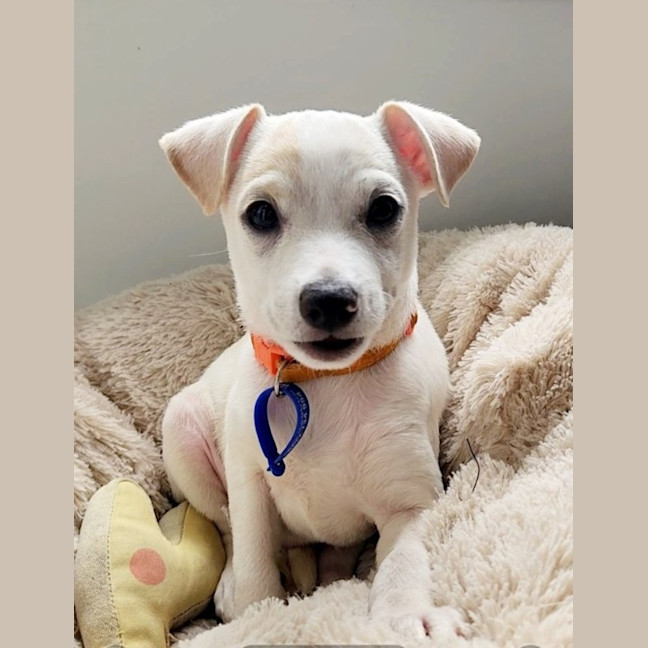 Photo of Oren   10 Week Old Jack Russell Terrier (Trial)