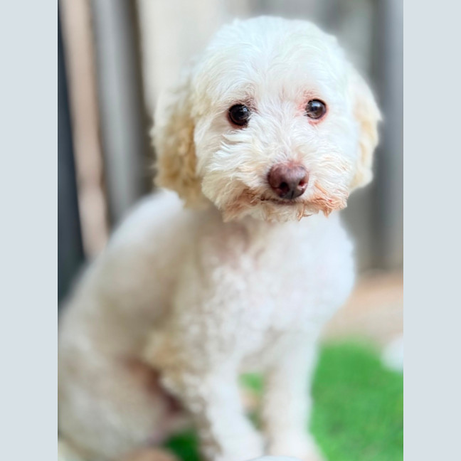 Photo of Westie