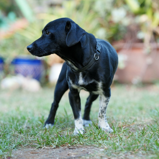 Photo of Dexter