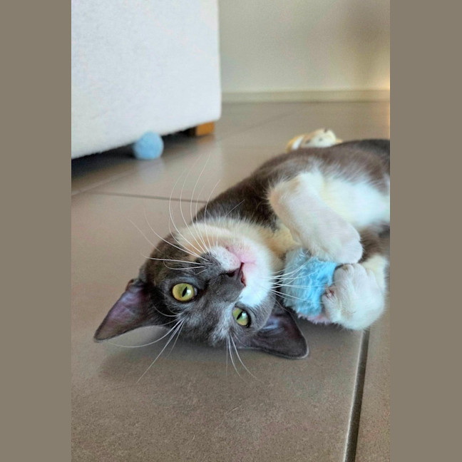 Photo of Mouse