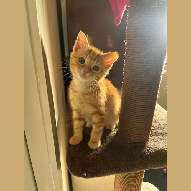 Photo of Sesame