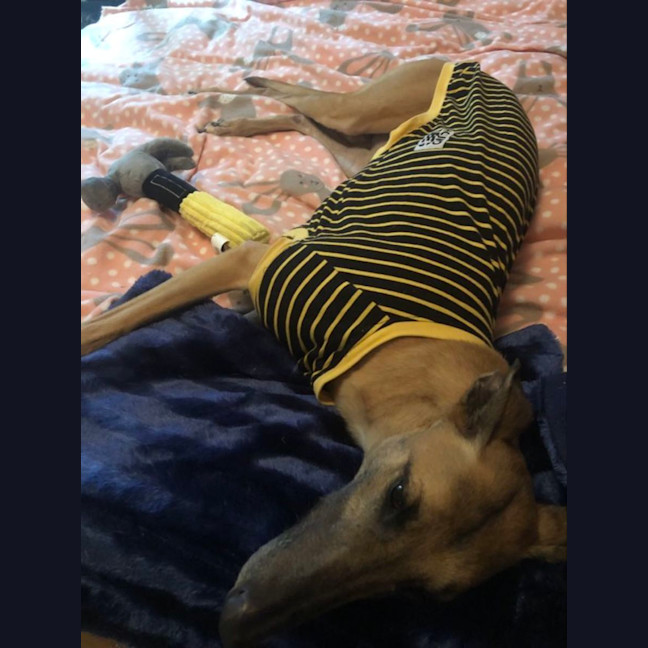 Photo of Tina The Greyhound