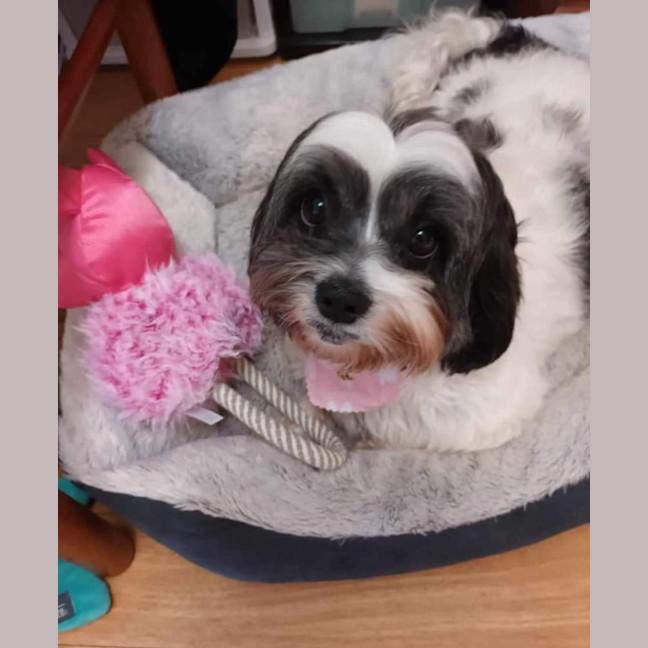 Photo of Abby🌞4yo, Shih Tzu X Maltese(on Trial 12/8/24)