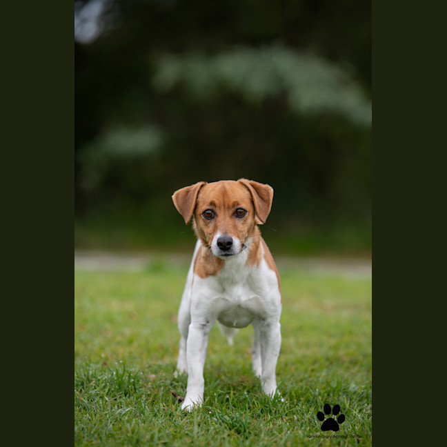 Photo of Snoopy