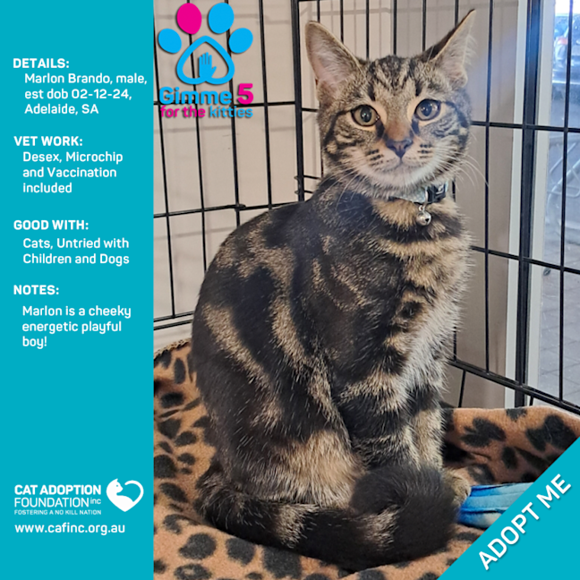 Photo of Marlon Brando