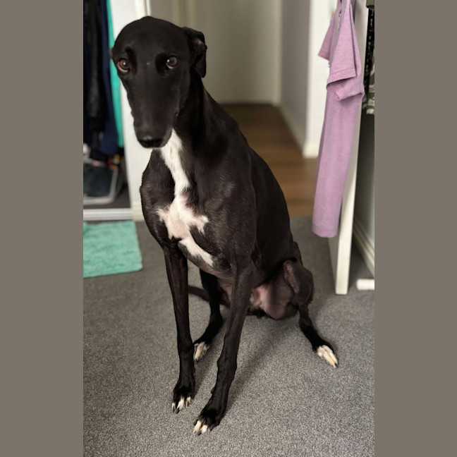 Photo of Rowdy, The Gentle Greyhound
