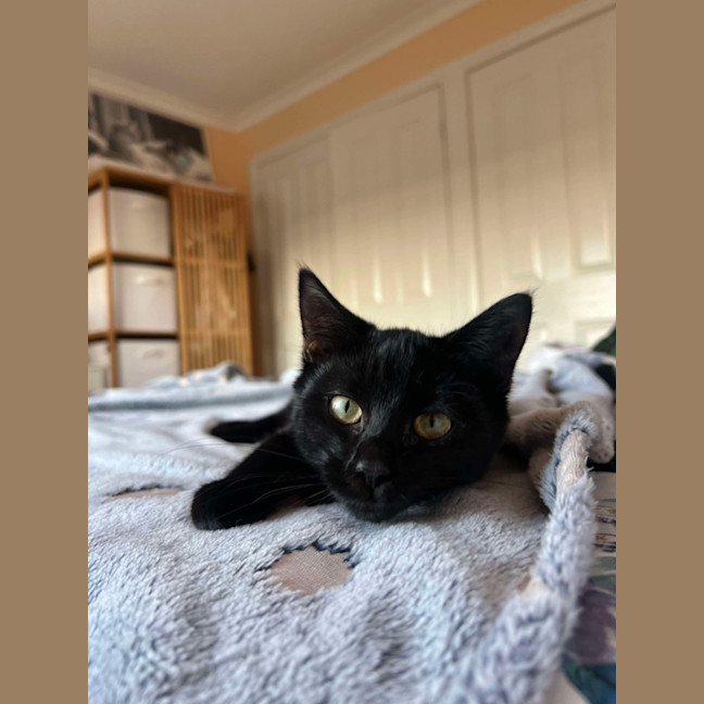 Photo of Shadow 🥰