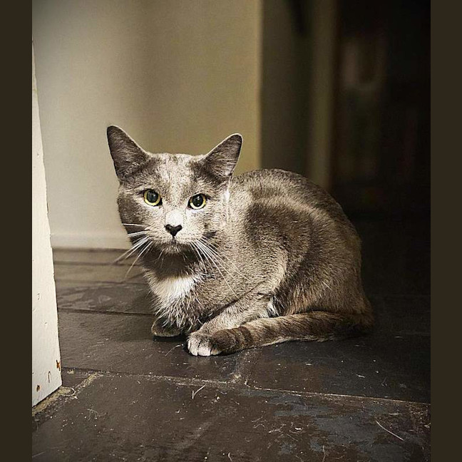 Photo of Oyster