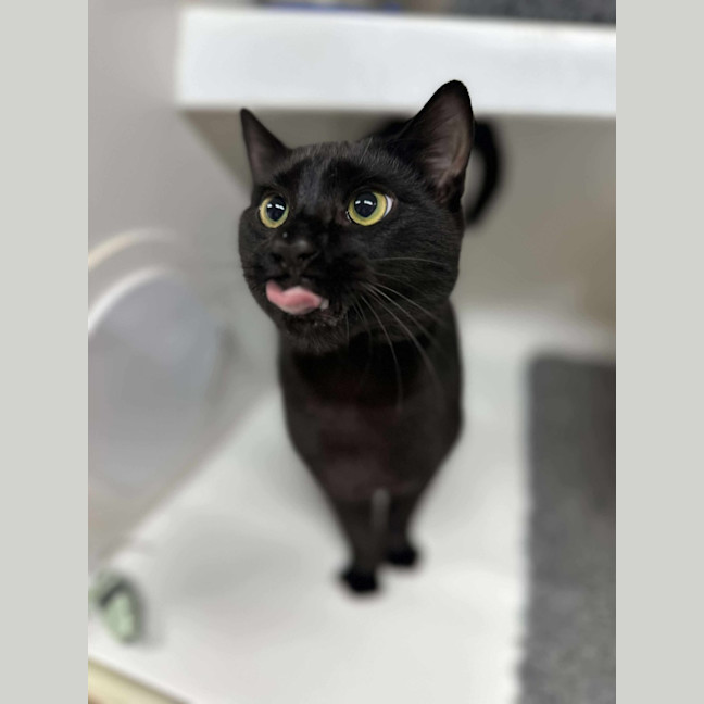 Photo of 🌱 Pusheen 6342 🌱