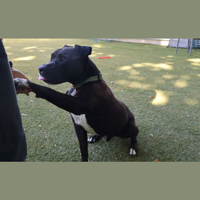 Photo of Tyson