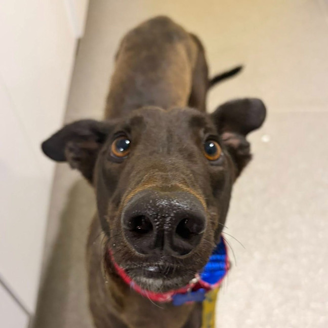 Photo of Gerard The Greyhound