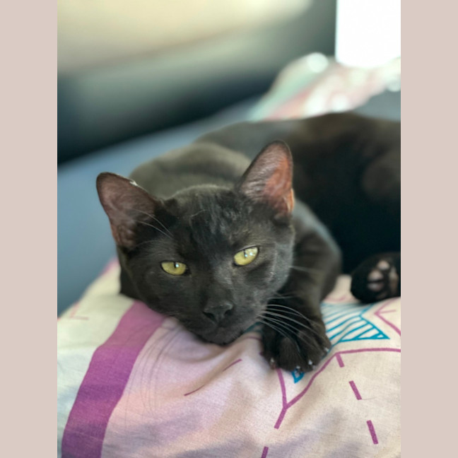 Photo of Myles The Black Panther