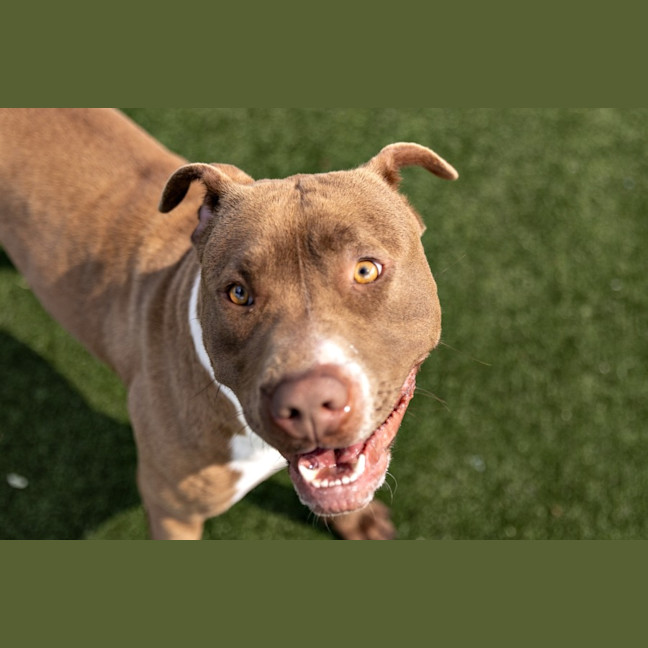 Photo of Zeeva Imp 635