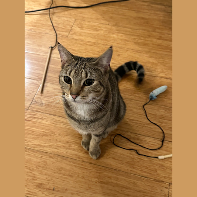Photo of Cinnamon