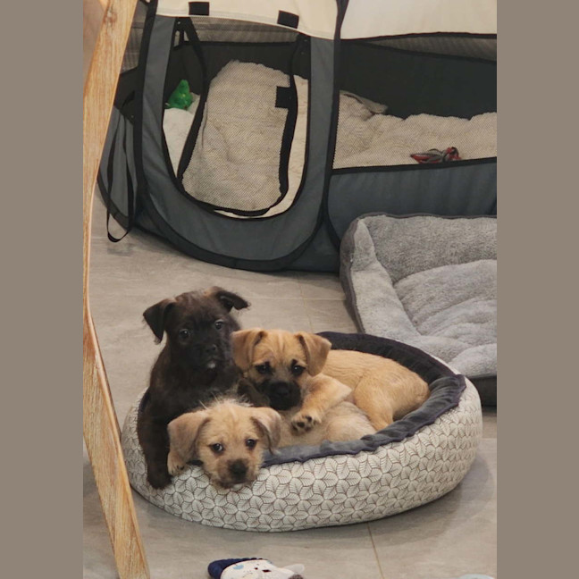 Photo of Pokemon Puppies