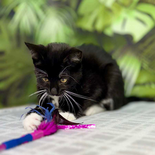 Photo of Poppy   Located In Frankston