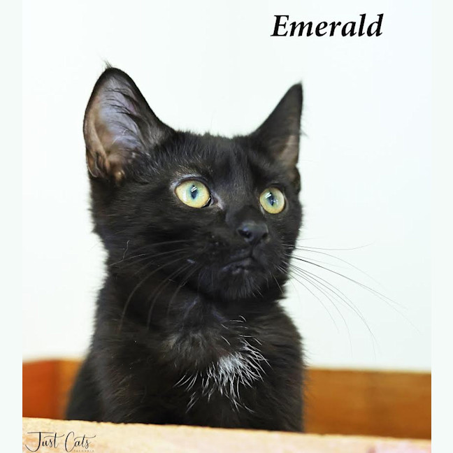 Photo of Emerald   Petstock Invermay