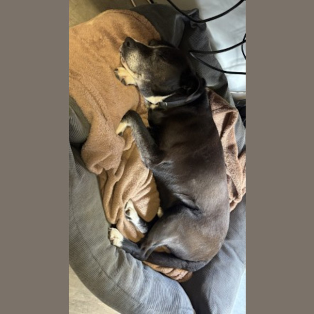 Photo of Toby