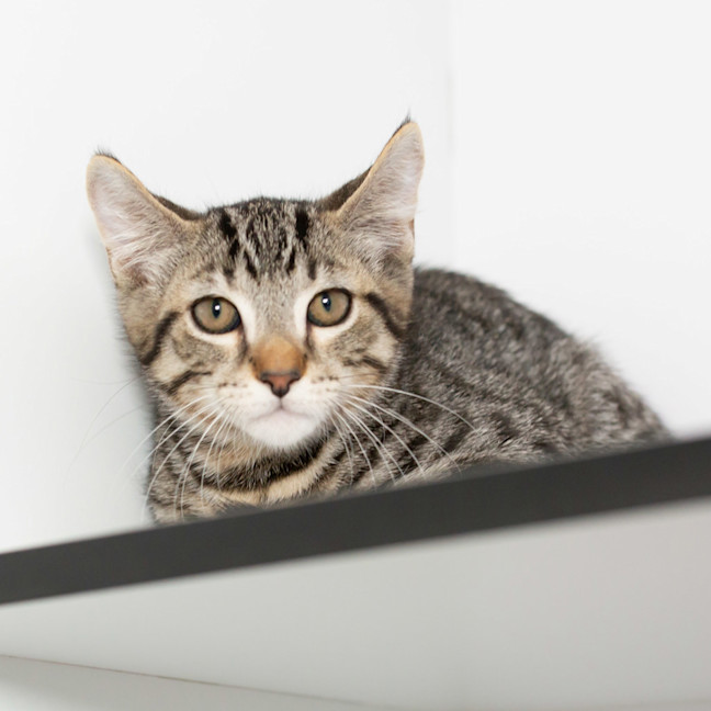 Photo of Nutmeg