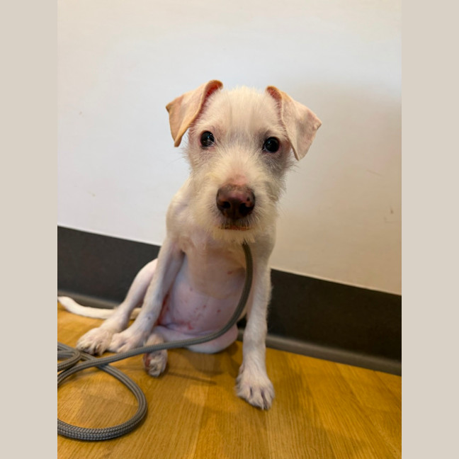 Photo of Pearl