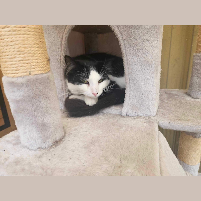 Photo of Oreo